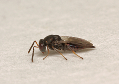 Pteromalus bedeguaris
