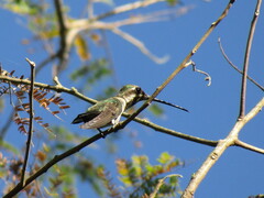 Heliomaster constantii