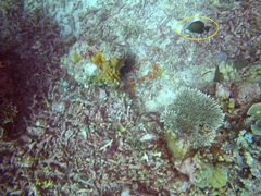 Zebrasoma scopas