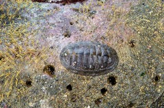 Chiton stokesii