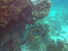 Caranx melampygus