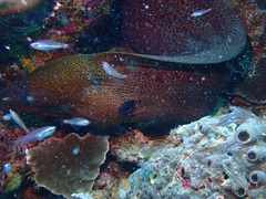 Helcogramma striata