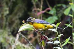 Anisognathus lacrymosus