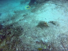 Novaculichthys taeniourus