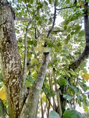 Gmelina arborea