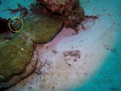 Halichoeres solorensis