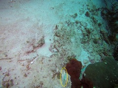 Halichoeres scapularis