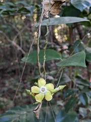 Apocynaceae