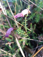Erica ciliaris