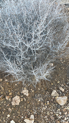 Coleogyne ramosissima