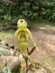 Phragmipedium longifolium