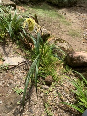 Phragmipedium longifolium
