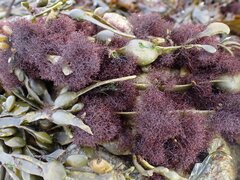 Vertebrata lanosa