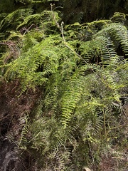 Gleichenia