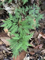 Selaginellaceae