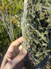 Adenanthos sericeus