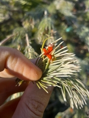 Adenanthos sericeus
