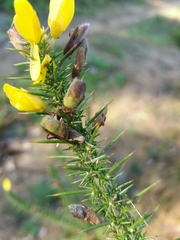 Ulex minor