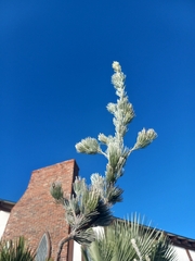 Adenanthos sericeus