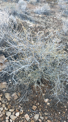 Ephedra nevadensis