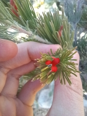 Adenanthos sericeus