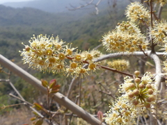 Combretum albidum