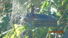 Passerina ciris ciris