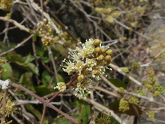 Combretum albidum