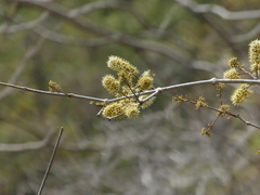 Combretum albidum