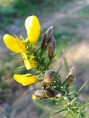 Ulex minor