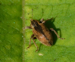 Hypera postica