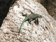 Sceloporus malachiticus