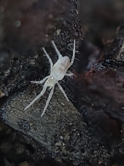 Rhagidiidae
