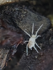 Rhagidiidae