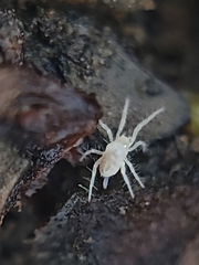 Rhagidiidae