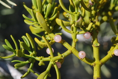 Phoradendron bolleanum densum