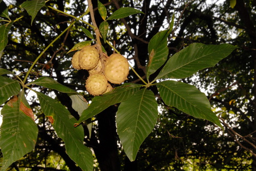Aesculus glabra