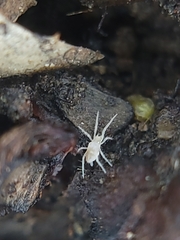 Rhagidiidae