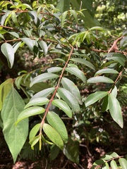 Pilidiostigma glabrum