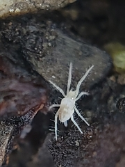 Rhagidiidae