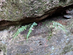 Asplenium pinnatifidum