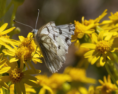 Pontia occidentalis