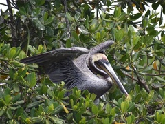 Pelecanus occidentalis