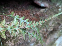 Asplenium pinnatifidum