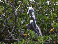 Pelecanus occidentalis