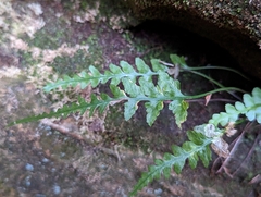 Asplenium pinnatifidum
