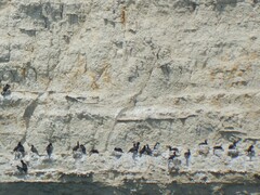 Leucocarbo magellanicus