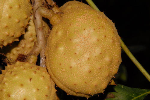 Aesculus glabra