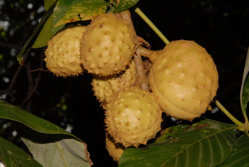 Aesculus glabra