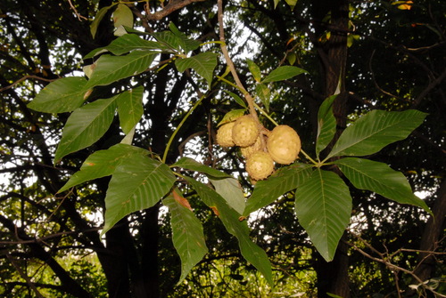 Aesculus glabra